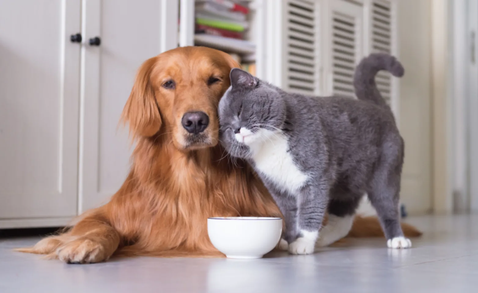 A Gray Cat Leaning Against a Brown Dog next to a Food Bowl